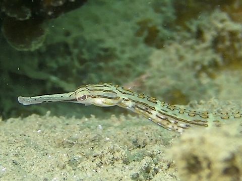 Orange-Spotted Pipefish - Corythoichthys ocellatus  Corythoichthys ocellatus,Fish,Ocellated Pipefish,Orange-Spotted Pipefish,Palau,Pipefish