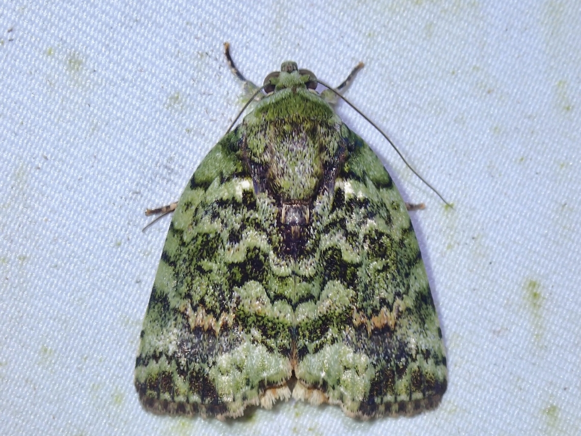 Tufted Moth - Blenina chlorophila  Blenina chlorophila,Malaysia,Moth,Sabah,Tufted Moth