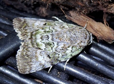 Tufted Moth - Blenina nigrans  Blenina nigrans,Malaysia,Moth,Pahang,Tufted Moth