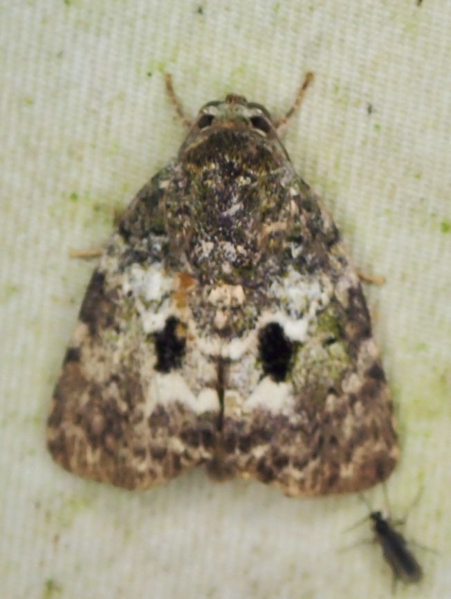 Tufted Moth - Blenina lichenosa  Blenina lichenosa,Malaysia,Moth,Sabah,Tufted Moth