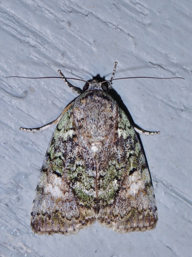 Tufted Moth - Blenina quinaria  Blenina quinaria,Malaysia,Moth,Pahang,Tufted Moth