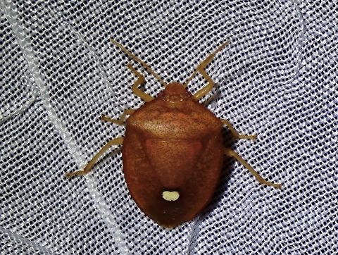 Stink Bug - Hippotiscus scutellatus  Hippotiscus scutellatus,Palawan,Philippines,Stink Bug