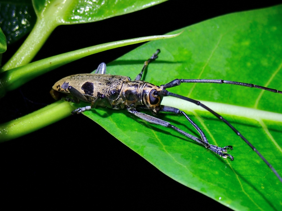 Longhorn Beetle - Epepeotes plorator  Beetle,Epepeotes plorator,Longhorn Beetle,Palawan,Philippines
