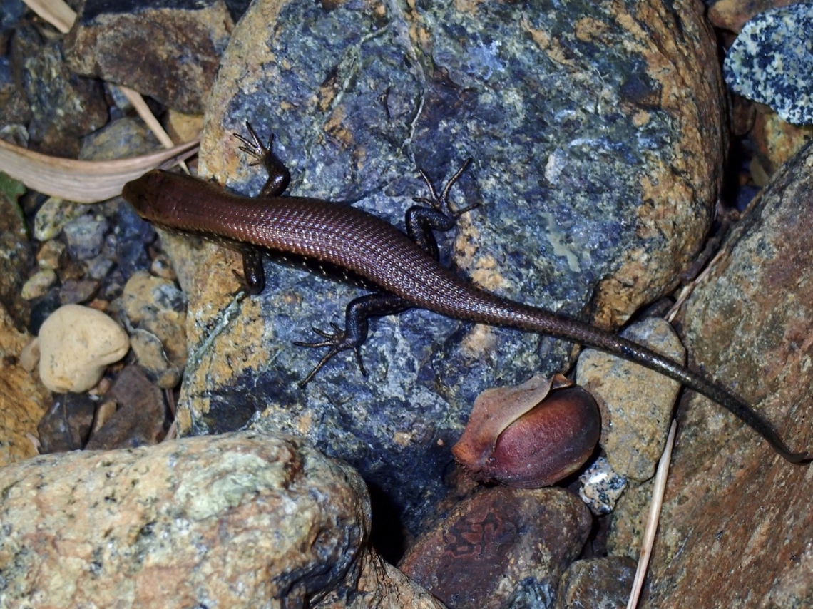Common Sun Skink - Eutropis multifasciata  Common Sun Skink,Eutropis multifasciata,Palawan,Philippines,Skink,Sun Skink