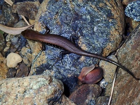 Common Sun Skink - Eutropis multifasciata  Common Sun Skink,Eutropis multifasciata,Palawan,Philippines,Skink,Sun Skink