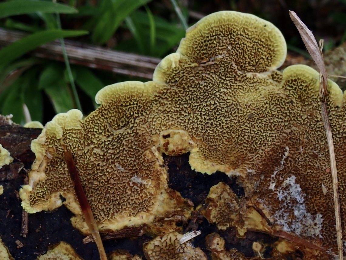 Shelf Fungi - Flavodon flavus  Dumaran,Flavodon flavus,Fungi,Palawan,Philippines,Shelf Fungi