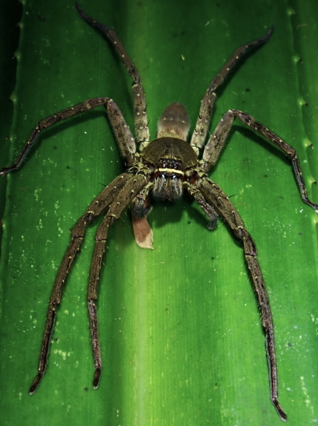 Huntsman Spider - Heteropoda venatoria  Heteropoda venatoria,Huntsman Spider,Palawan,Pantropical Huntsman Spider,Philippines,Spider
