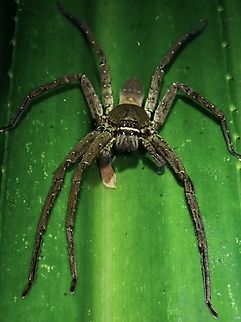 Huntsman Spider - Heteropoda venatoria  Heteropoda venatoria,Huntsman Spider,Palawan,Pantropical Huntsman Spider,Philippines,Spider