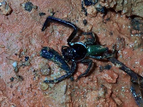 Jumping Spider  Hyllus keratodes,Jumping Spider,Palawan,Philippines,Spider