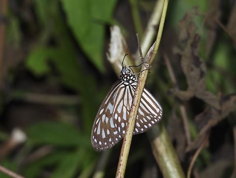 Blue Glassy Tiger - Ideopsis vulgaris  Blue Glassy Tiger,Butterfly,Dumaran,Ideopsis vulgaris,Palawan,Philippines