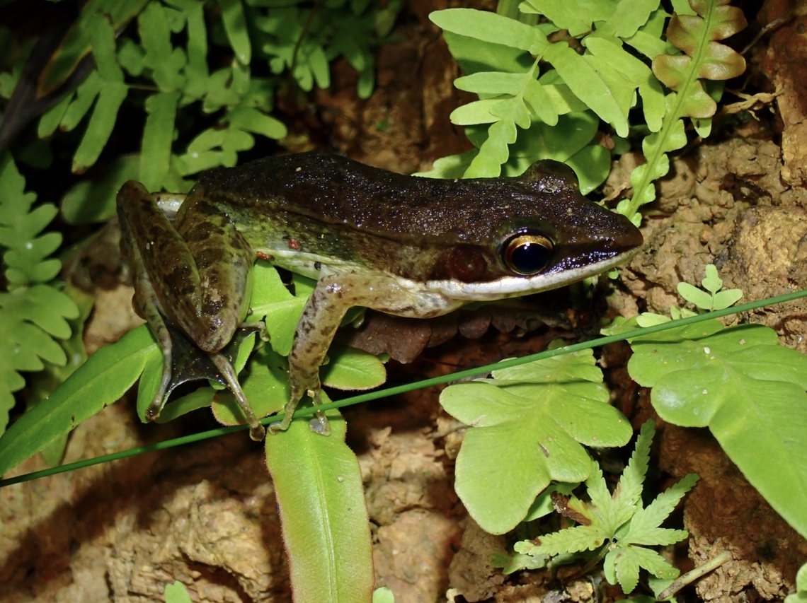 Nicobarese Frog - Indosylvirana nicobariensis Previously known as Amnirana nicobariensis.<br />
Genus name at JD not corrected yet? Dumaran,Frog,Indosylvirana nicobariensis,Nicobarese Frog,Palawan,Philippines