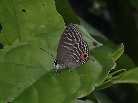 Butterfly - Jamides schatzi  Butterfly,Jamides schatzi,Palawan,Philippines