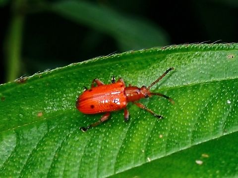 Shining Leaf Beetle - Lema quadripunctata  Beetle,Leaf Beetle,Lema quadripunctata,Palawan,Philippines,Shining Leaf Beetle