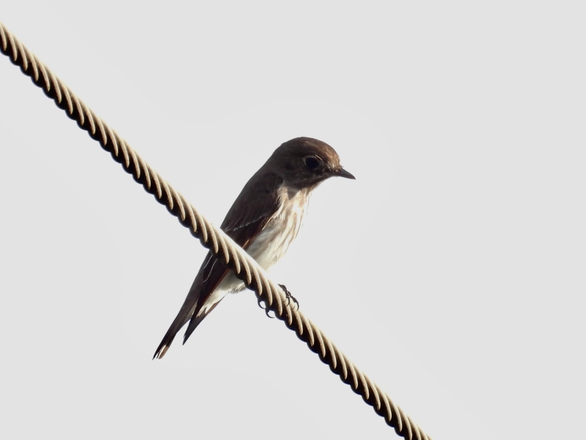 Grey-Streaked Flycatcher - Muscicapa griseisticta  Bird,Flycatcher,Grey-Streaked Flycatcher,Muscicapa griseisticta,Palawan,Philippines