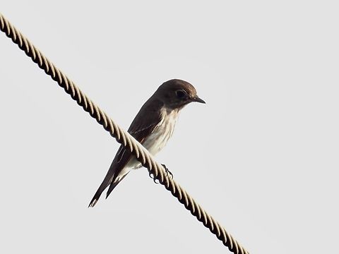 Grey-Streaked Flycatcher - Muscicapa griseisticta  Bird,Flycatcher,Grey-Streaked Flycatcher,Muscicapa griseisticta,Palawan,Philippines