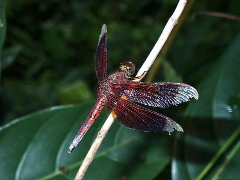 Red Percher - Neurothemis ramburii  Dragonfly,Dumaran,Neurothemis ramburii,Palawan,Philippines,Red Percher