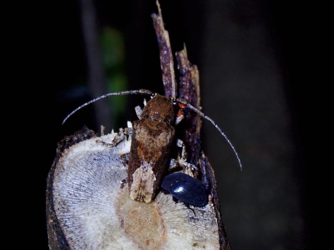 Flat-Faced Longhorn Beetle - Pterolophia crassipes  Beetle,Flat-Faced Longhorn Beetle,Longhorn Beetle,Palawan,Philippines,Pterolophia crassipes