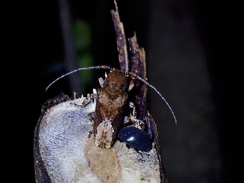Flat-Faced Longhorn Beetle - Pterolophia crassipes  Beetle,Flat-Faced Longhorn Beetle,Longhorn Beetle,Palawan,Philippines,Pterolophia crassipes