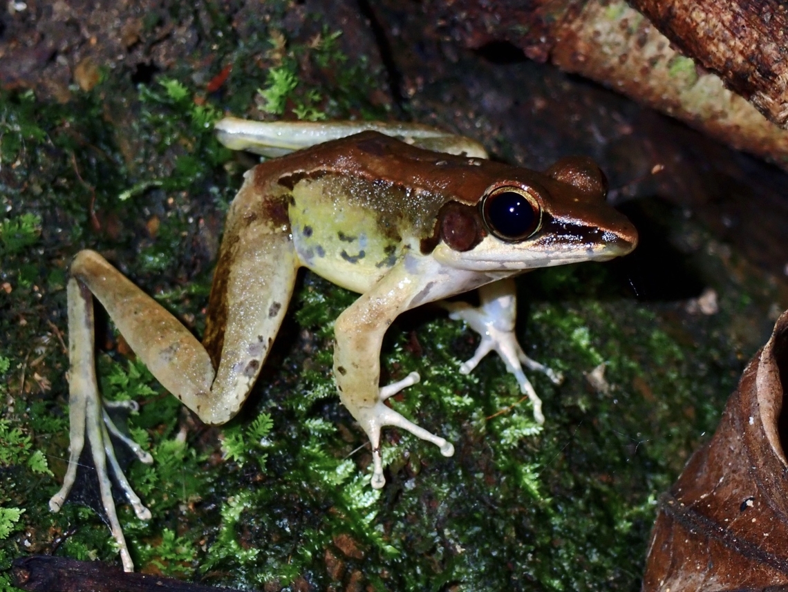 Wood Frog - Sanguirana sanguinea  Frog,Palawan,Philippines,Sanguirana sanguinea,Wood Frog