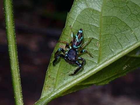 Blue Jumper - Thiania bhamoensis  Blue Jumper,Jumping Spider,Palawan,Philippines,Spider,Thiania bhamoensis