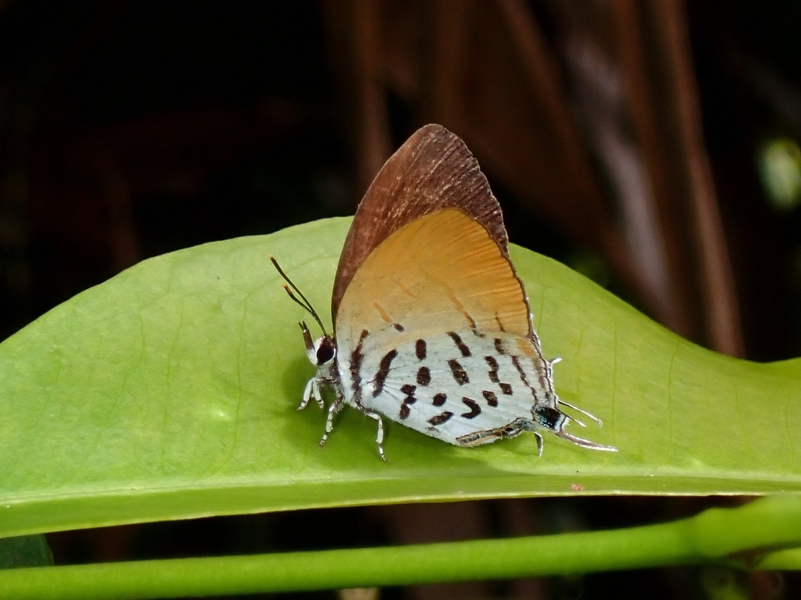 Common Posy - Drupadia ravindra  Butterfly,Common Posy,Drupadia ravindra,Palawan,Philippines