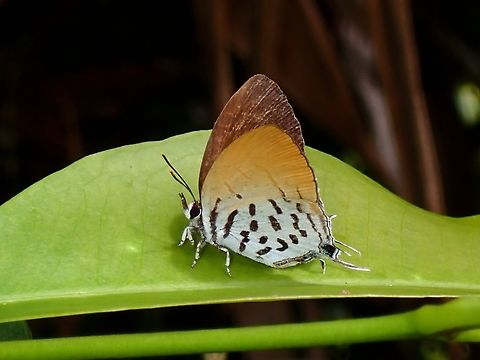 Common Posy - Drupadia ravindra  Butterfly,Common Posy,Drupadia ravindra,Palawan,Philippines
