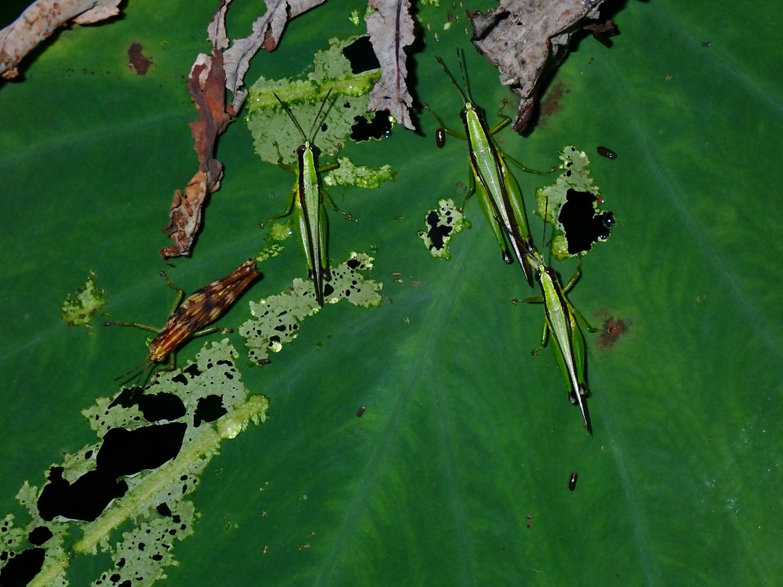 Grasshopper - Gesonula_mundata  Gesonula mundata,Grasshopper,Palawan,Philippines