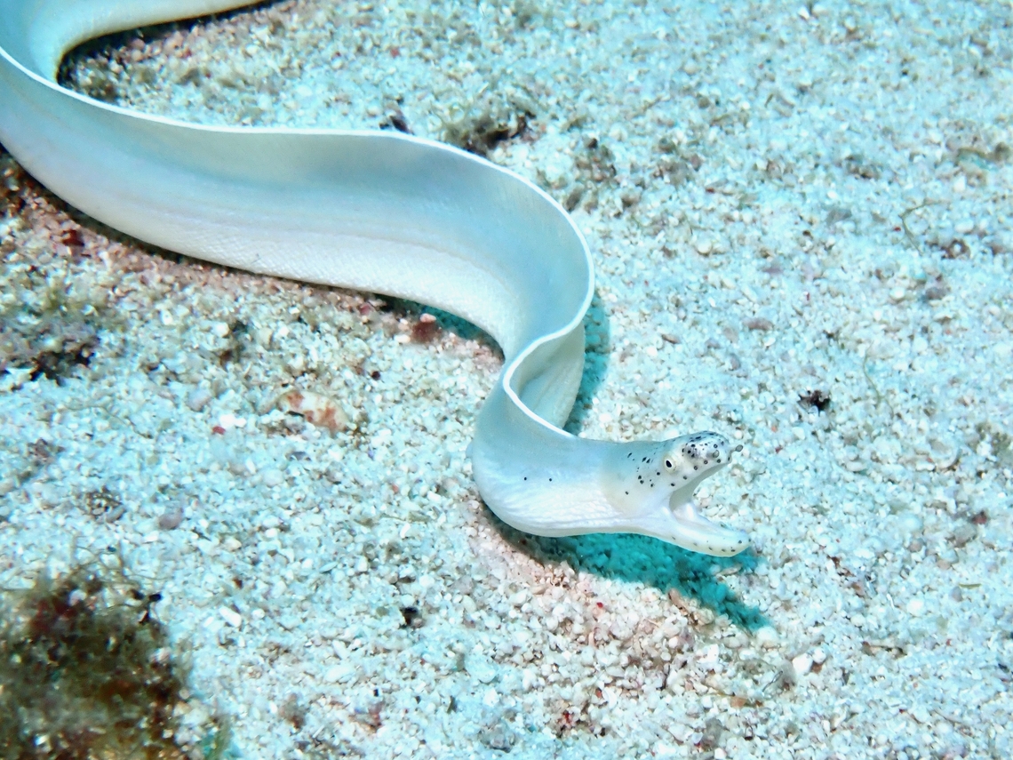 White Ribbon Eel - Pseudechidna brummeri  Cebu,Eel,Fish,Malapascua,Moray Eel,Philippines,Pseudechidna brummeri,Ribbon Eel,White Ribbon Eel