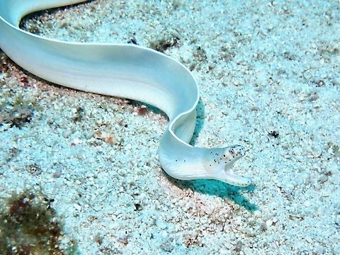 White Ribbon Eel - Pseudechidna brummeri  Cebu,Eel,Fish,Malapascua,Moray Eel,Philippines,Pseudechidna brummeri,Ribbon Eel,White Ribbon Eel