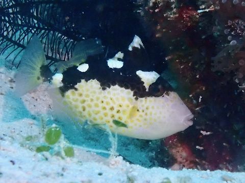 Starry Triggerfish - Abalistes stellatus  Abalistes stellatus,Cebu,Malapascua,Philippines,Starry Triggerfish,Triggerfish.Fish