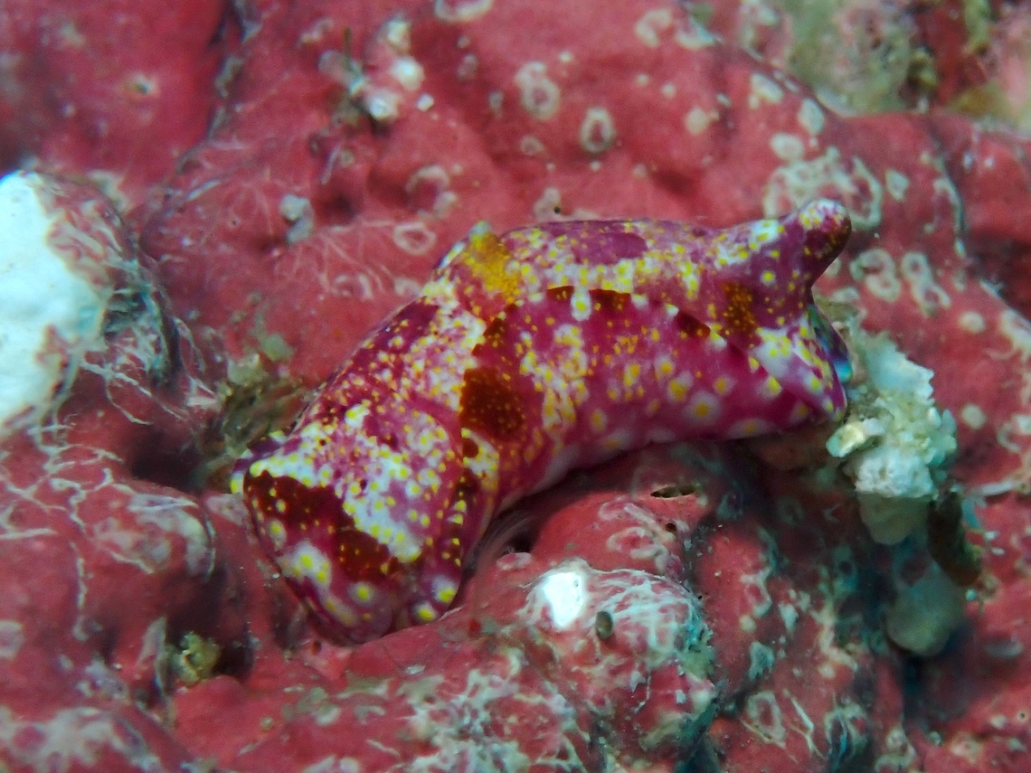 Headshield Slug - Spinophallus falciphallus  Cebu,Headshield Slug,Malapascua,Philippines,Sea Slug,Spinophallus falciphallus