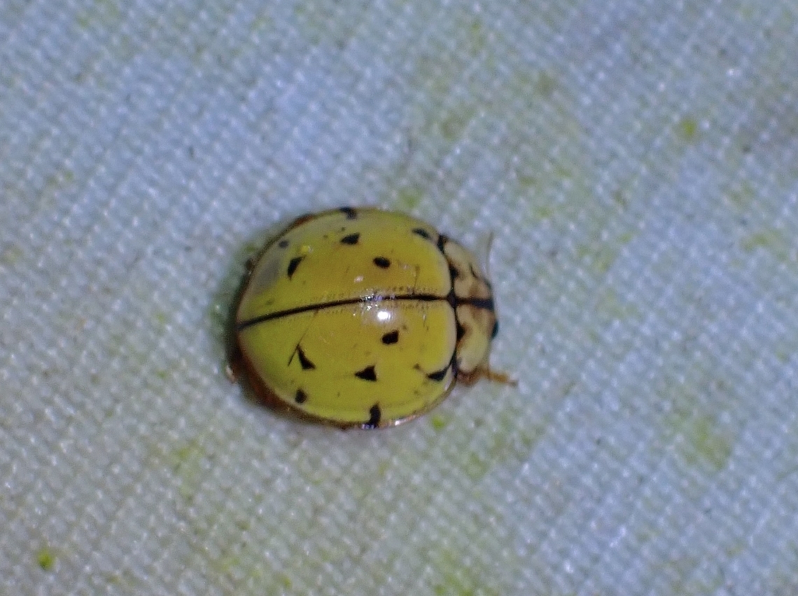 Netty Ladybird - Heteroneda billardieri  Beetle,Heteroneda billardieri,Ladybird Beetle,Malaysia,Netty Ladybird Beetle,Sabah