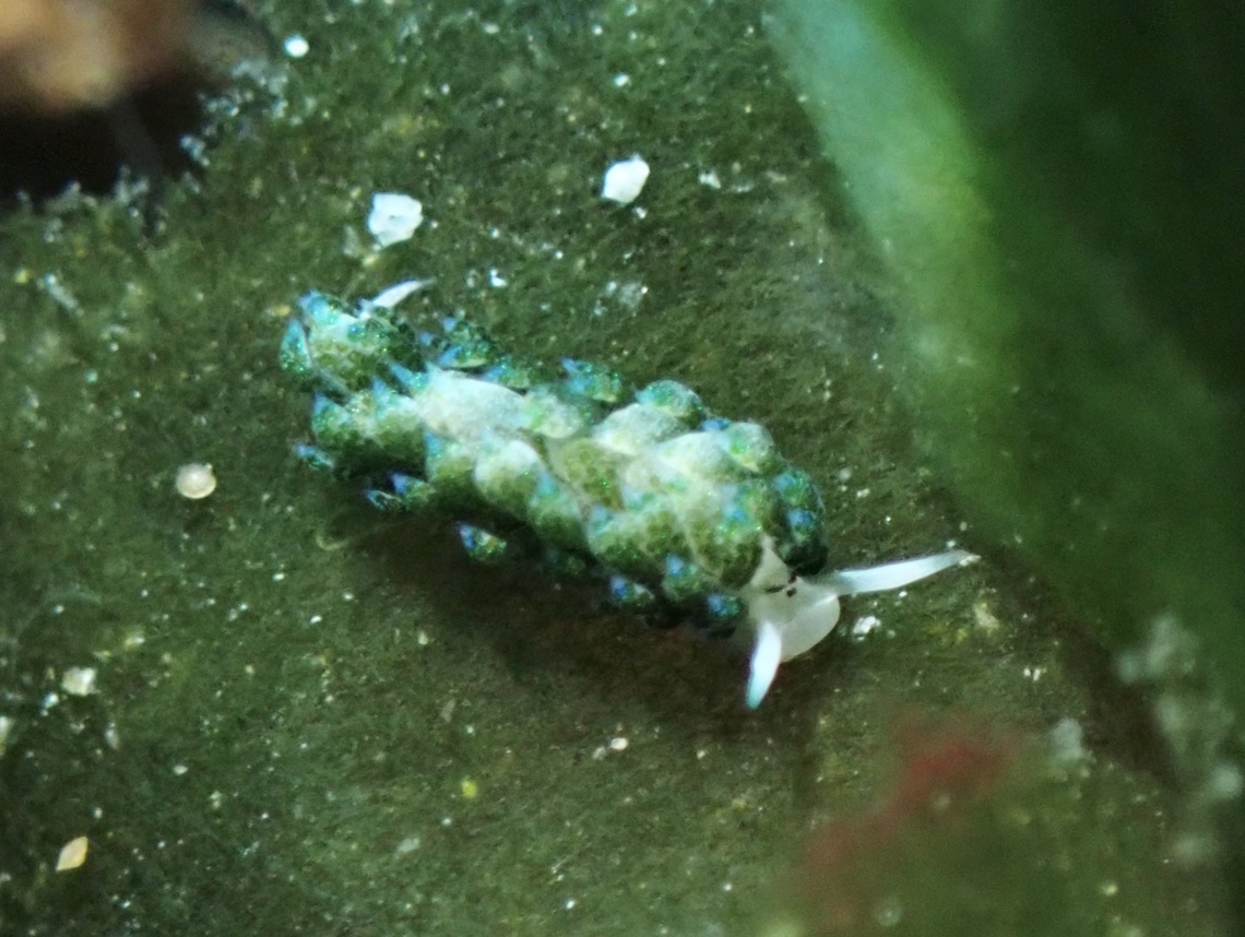 Sacoglossa Slug - Costasiella fridae  Cebu,Costasiella fridae,Malapascua,Philippines,Sacoglossa Slug