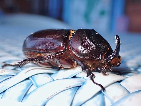 Coconut Rhinoceros Beetle - Oryctes rhinoceros X2 Beetle,Cebu,Coconut Rhinoceros Beetle,Malapascua,Oryctes rhinoceros,Philippines,Rhinoceros Beetle
