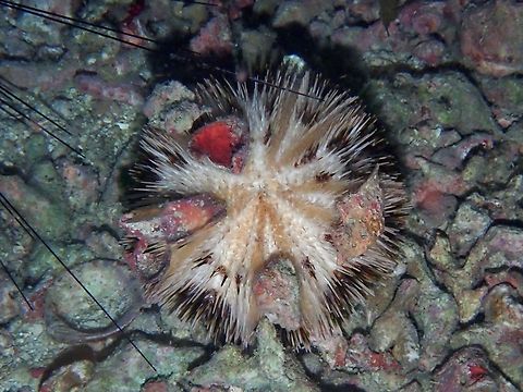 Sea Urchin - Pseudoboletia maculata X2 Cebu,Malapascua,Philippines,Pseudoboletia maculata,Sea Urchin,Urchin