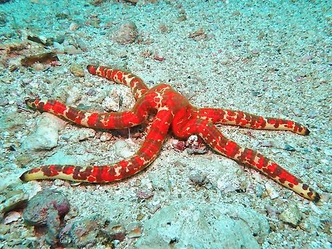 Red Velvet Sea Star - Leiaster glaber  Cebu,Leiaster glaber,Malapascua,Philippines,Red Velvet Sea Star,Red Velvet Star,Sea Star,Starfish