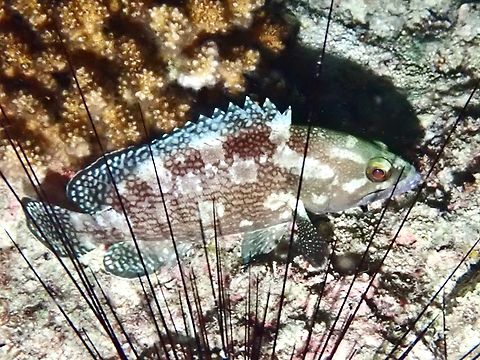 Specklefin Grouper - Epinephelus ongus X5 Cebu,Epinephelus ongus,Fish,Grouper,Malapascua,Philippines,Specklefin Grouper