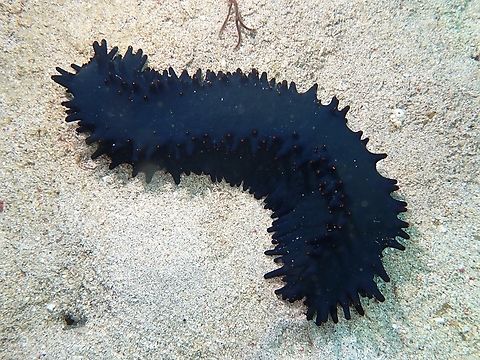 Sea Cucumber - Stichopus chloronotus  Cebu,Malapascua,Philippines,Sea Cucumber,Stichopus chloronotus