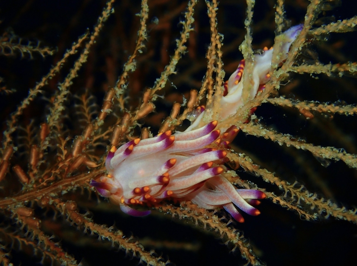 Tropical Gasflame - Trinchesia sibogae  Mabul,Malaysia,Nudibranch,Sabah,Trinchesia sibogae,Tropical Gasflame