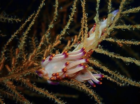 Tropical Gasflame - Trinchesia sibogae  Mabul,Malaysia,Nudibranch,Sabah,Trinchesia sibogae,Tropical Gasflame