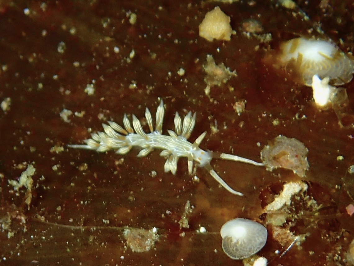 Lined Cratena - Cratena lineata  Cratena lineata,Lined Cratena,Mabul,Malaysia,Nudibranch,Sabah