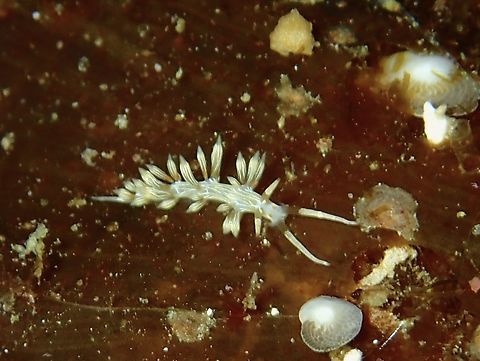 Lined Cratena - Cratena lineata  Cratena lineata,Lined Cratena,Mabul,Malaysia,Nudibranch,Sabah