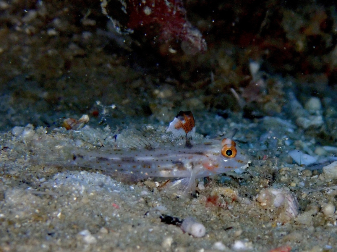 Flaasher Sandgoby - Fusigobius signipinnis  Anilao,Batangas,Fisher,Flasher Sandgoby,Fusigobius signipinnis,Goby,Philippines,Sandgoby
