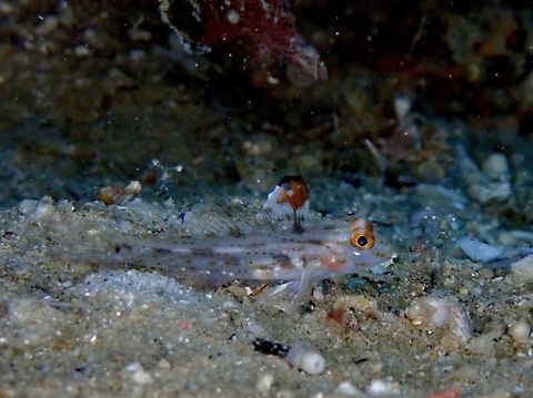 Flaasher Sandgoby - Fusigobius signipinnis  Anilao,Batangas,Fisher,Flasher Sandgoby,Fusigobius signipinnis,Goby,Philippines,Sandgoby
