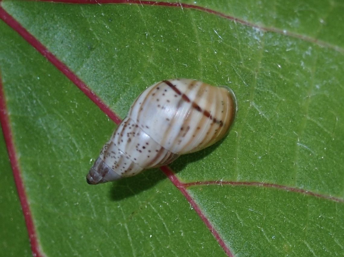 Bark Snail - Rachis punctata  Bark Snail,Maldives,Rachis punctata,Snail