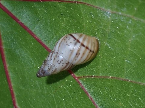 Bark Snail - Rachis punctata  Bark Snail,Maldives,Rachis punctata,Snail