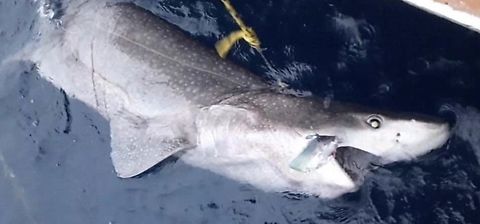 Bramble Shark - Echinorhinus brucus Endangered
Caught on fishing line, was released. Bramble Shark,Echinorhinus brucus,Maldives,Shark