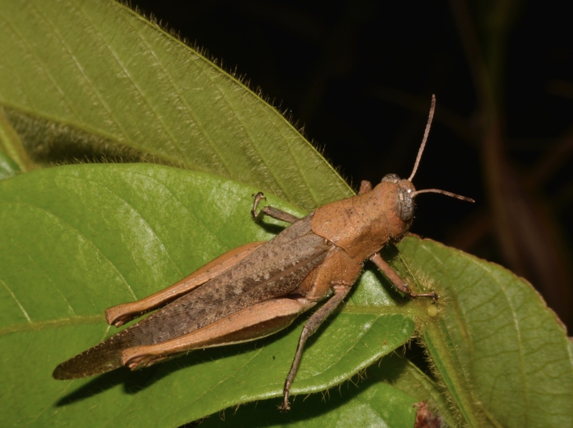 Short-Horned Grasshopper - Abracris flavolineata  Abracris flavolineata,Costa Rica,Grasshopper,Short-Horned Grasshopper