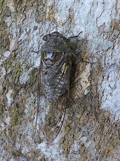 Giant Cicada -  Quesada gigas  Cicada,Costa Rica,Giant Cicada,Quesada gigas