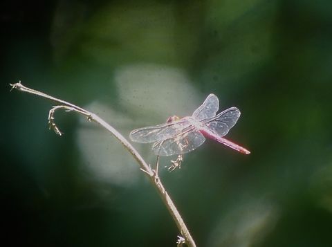 Carmine Skimmer - Orthemis discolor  Carmine Skimmer,Costa Rica,Dragonfly,Orthemis discolor